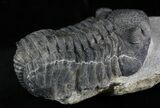 Drotops Trilobite Fossil - Nice Eye Preservation #25831-2